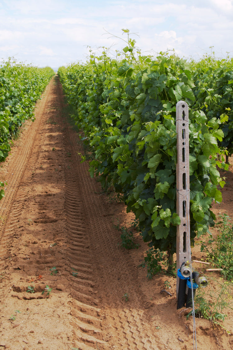 アルファ・エステイト  エコシステム・シャルドネ・オークファーメンテッド・シングルブロック "トゥンバ" 2019 ALPHA ESTATE  ECOSYSTEM CHARDONNAY OAK FERMENTED SINGLE BLOCK "TOUMPA"