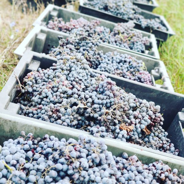 コルタヴェビス・マラニ  35・グレープ・バライエティズ・クヴェヴリ 2020 KORTAVEBIS MARANI  35 GRAPE VARIETIES QVEVRI