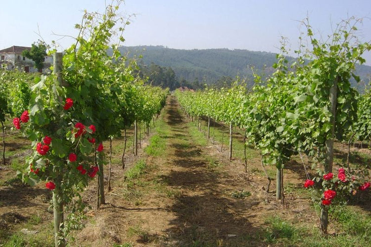 カサ・デ・ヴィラ・ノヴァ ヴィーニョ・ヴェルデ・ロゼ 2017 CASA DE VILA NOVA VINHO VERDE ROSÉ
