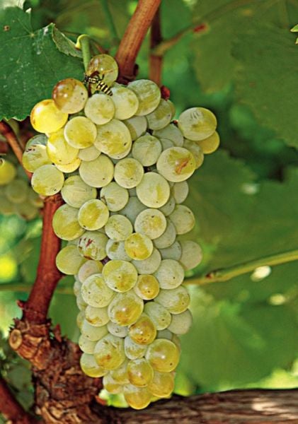 カナヴァ・クリッソゥ  サントリーニ・アシルティコ・ヴィエイユ・ヴィーニュ 2016 CANAVA CHRISSOU  SANTORINI ASSYRTIKO VIEILLES VIGNES